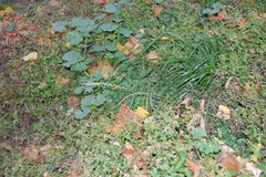 Lolium perenne