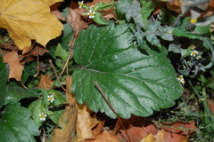 Erigeron annuus