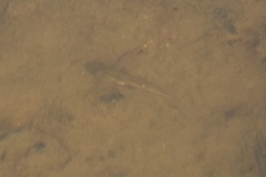 Branchinecta sandiegonensis