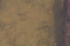 Branchinecta sandiegonensis