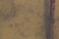 Branchinecta sandiegonensis