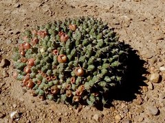 Maihueniopsis molfinoi