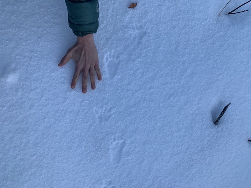 Common Raccoon photographed in Wyoming