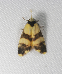 Thallarcha chrysochares