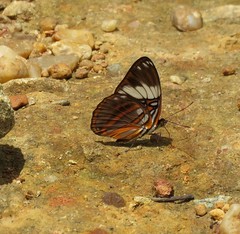 Adelpha epione