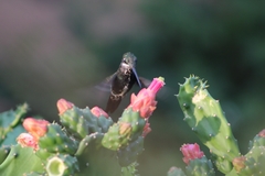 Heliomaster squamosus
