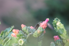 Heliomaster squamosus