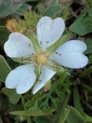 Potentilla sterilis