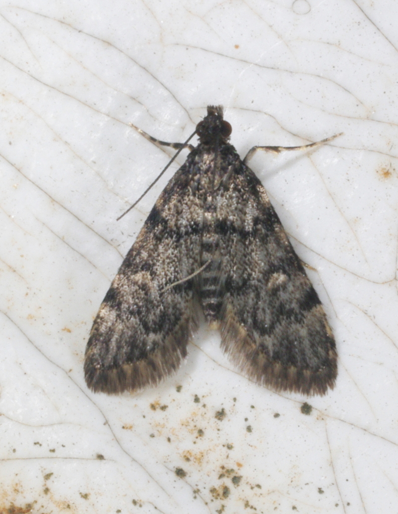 Voliba