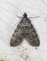 Voliba scoparialis