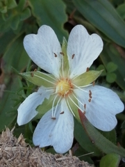 Potentilla sterilis