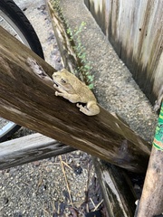Osteopilus septentrionalis