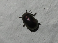 Chrysolina brunsvicensis