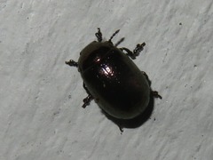Chrysolina brunsvicensis