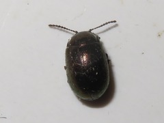 Chrysolina brunsvicensis
