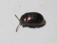 Chrysolina brunsvicensis