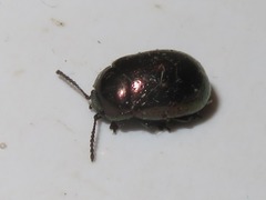 Chrysolina brunsvicensis