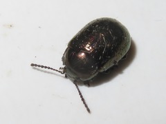 Chrysolina brunsvicensis