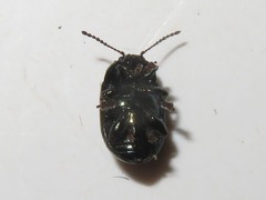Chrysolina brunsvicensis