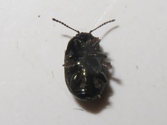 Chrysolina brunsvicensis