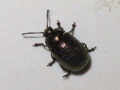 Chrysolina brunsvicensis