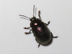 Chrysolina brunsvicensis