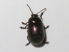 Chrysolina brunsvicensis