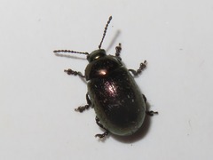 Chrysolina brunsvicensis