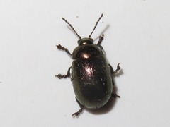 Chrysolina brunsvicensis