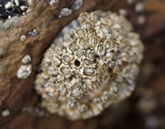 Austrominius modestus