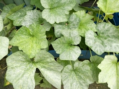Cucurbita maxima maxima