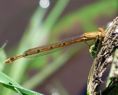 Oxyagrion rubidum