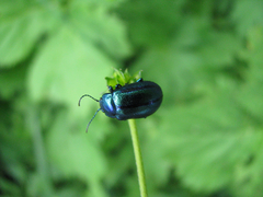 Oreina cacaliae