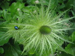 Eryngium alpinum
