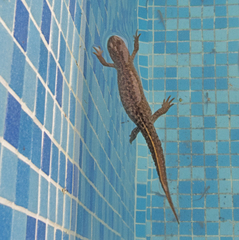 Triturus ivanbureschi