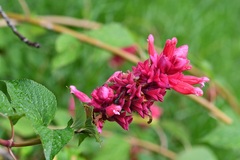 Salvia wagneriana