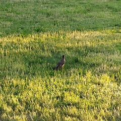 Turdus falcklandii magellanicus