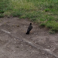 Turdus falcklandii magellanicus