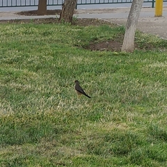 Turdus falcklandii magellanicus