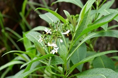 Solanum aligerum