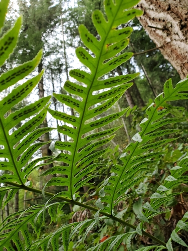 Woodwardia fimbriata