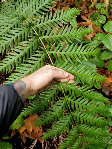 Woodwardia fimbriata