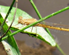 Oxyagrion rubidum