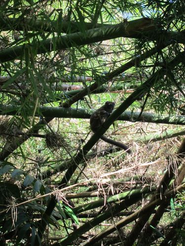 Northern Bamboo Lemur