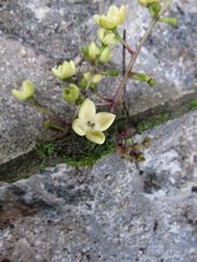 Noronhia verticillata