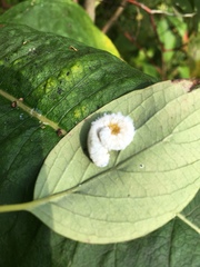 Macremphytus testaceus