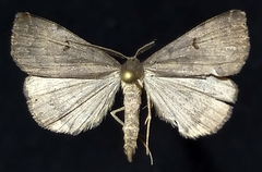 Phalaenostola hanhami