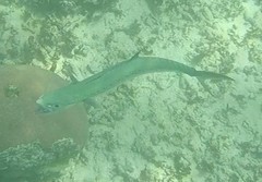 Scomberomorus regalis