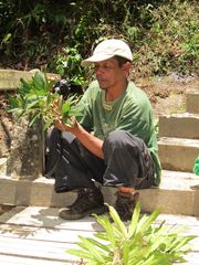 Noronhia verticillata