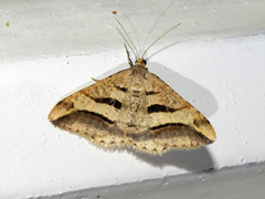 Chiasmia subcurvaria